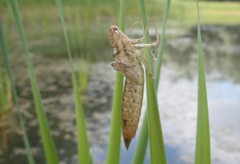 Determinatiecursus huidjes en larven van libellen